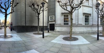 Trees. Behind the National Gallery