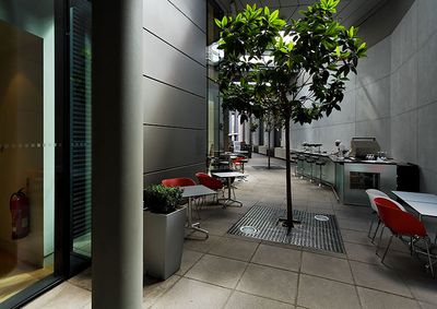 indoor tree